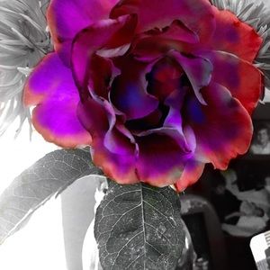 Meet your Posher, Celeste